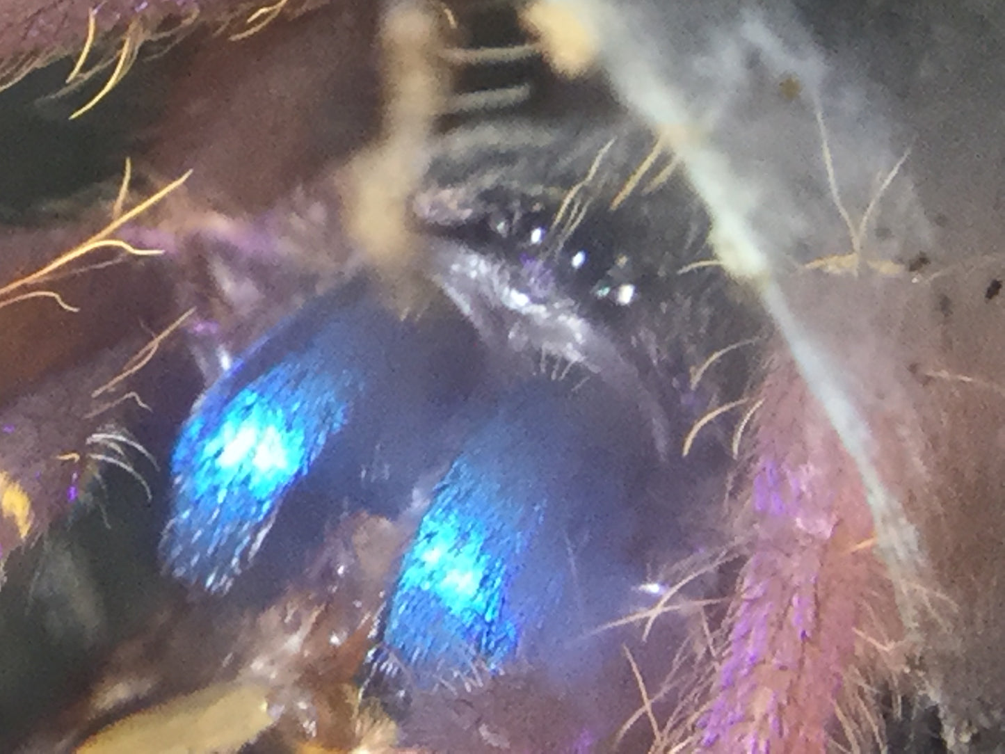 Ephebopus Cyanognathus (Blue Fang)