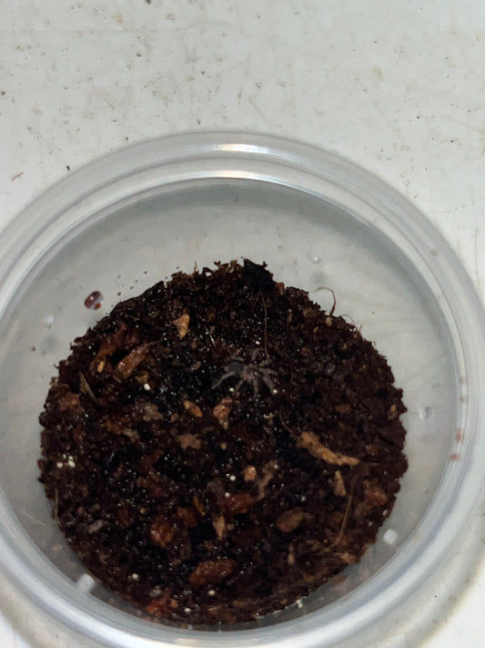 Cyriocosmus sp. Tambopata