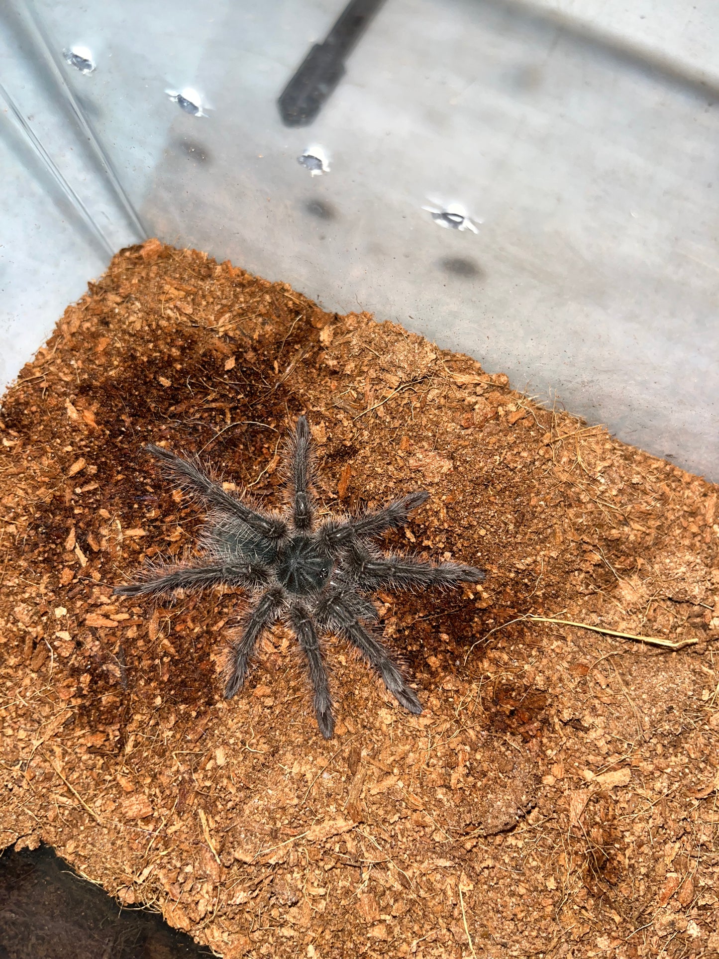 Theraphosa Blondi (Goliath Birdeater)