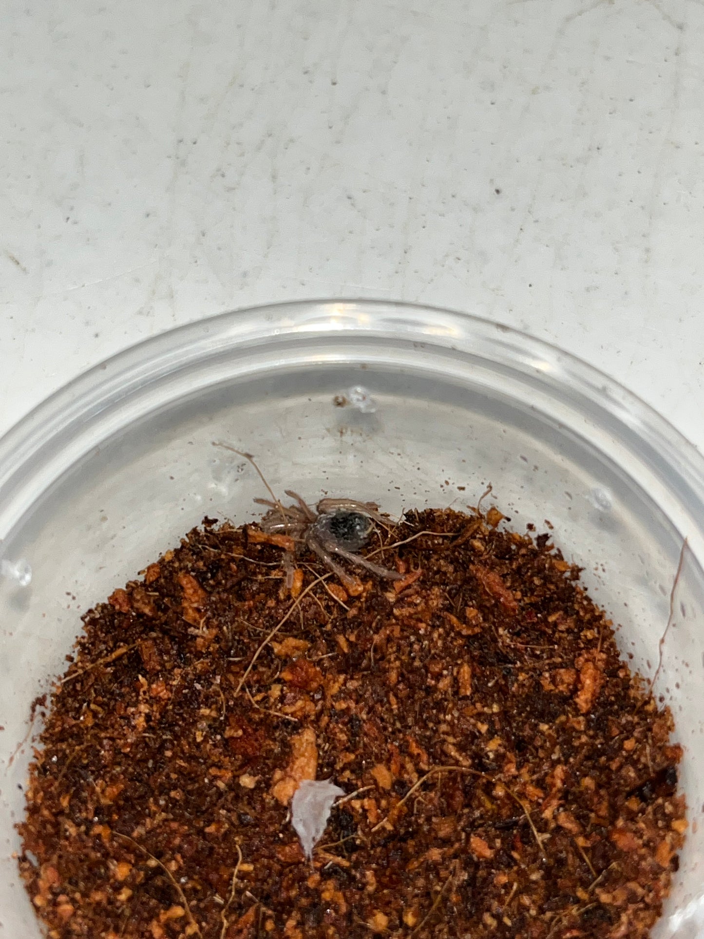 Brachypelma Albiceps (Golden Red Rump)
