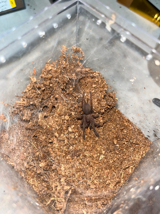 Chilobrachys Natanicharum (Electric Blue Earth Tiger) 2 in