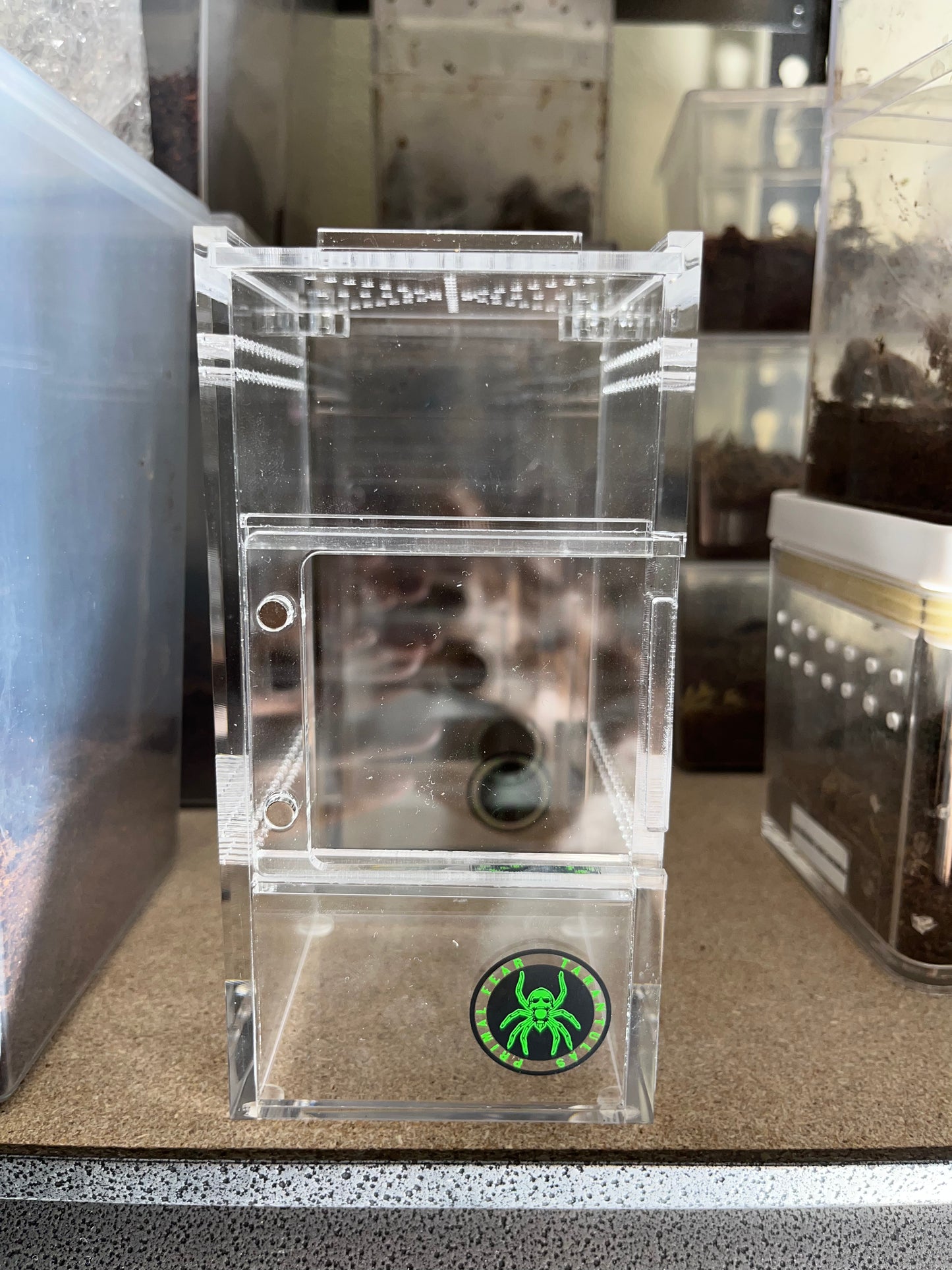 Psalmopoeus Pulcher (Panama Blonde) .5 in
