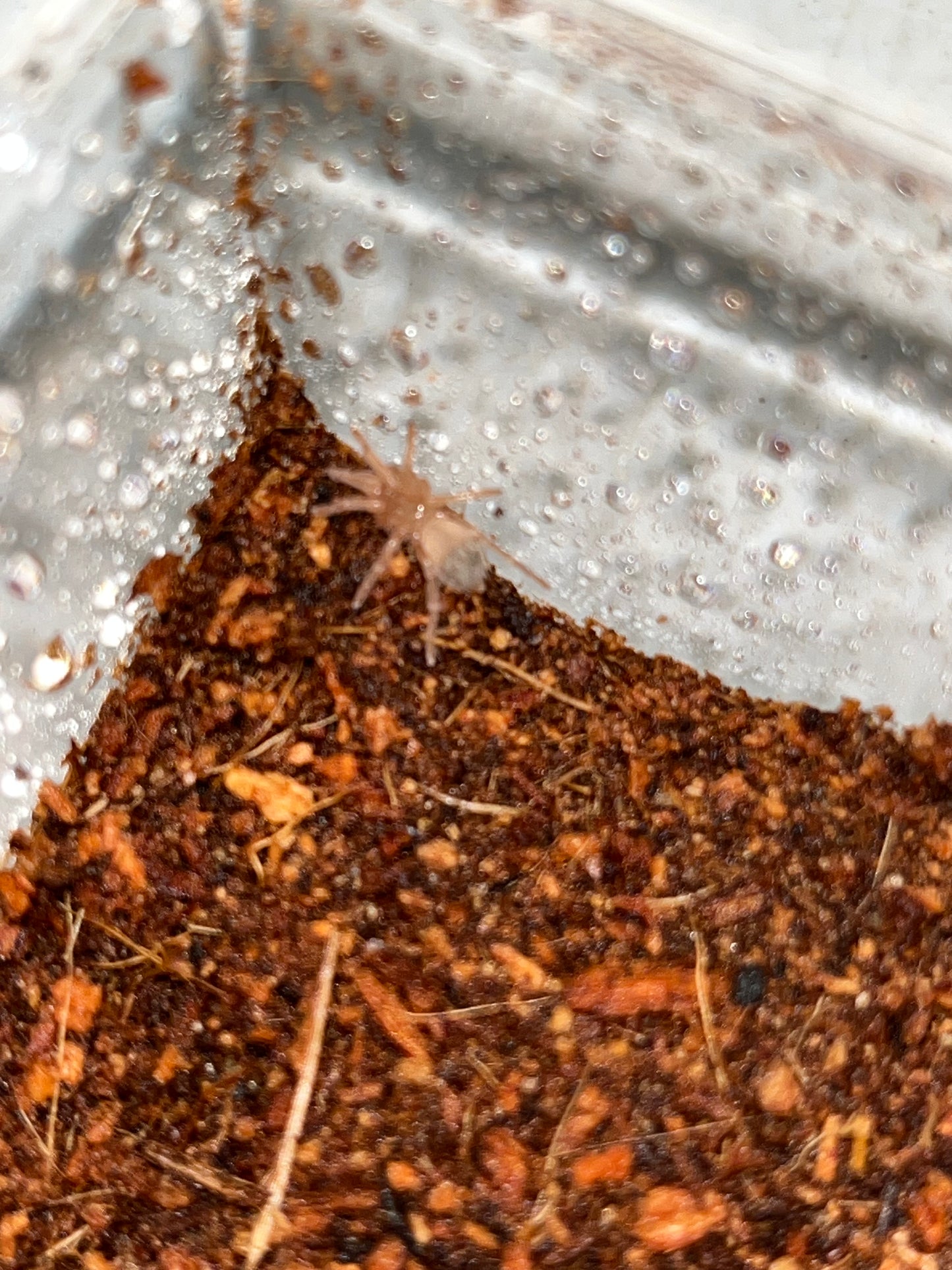 Aphonopelma sp Chocolate