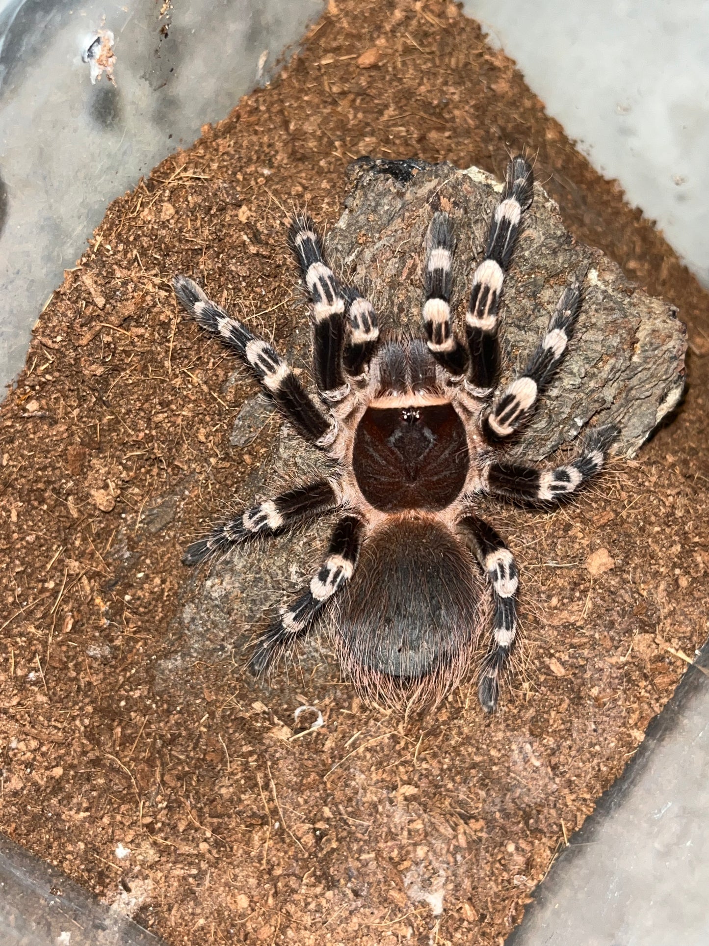 Acanthoscurria Geniculata (Brazilian White Knee)