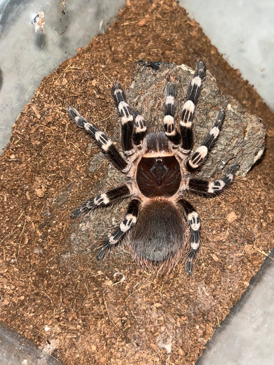 Acanthoscurria Geniculata (Brazilian White Knee)