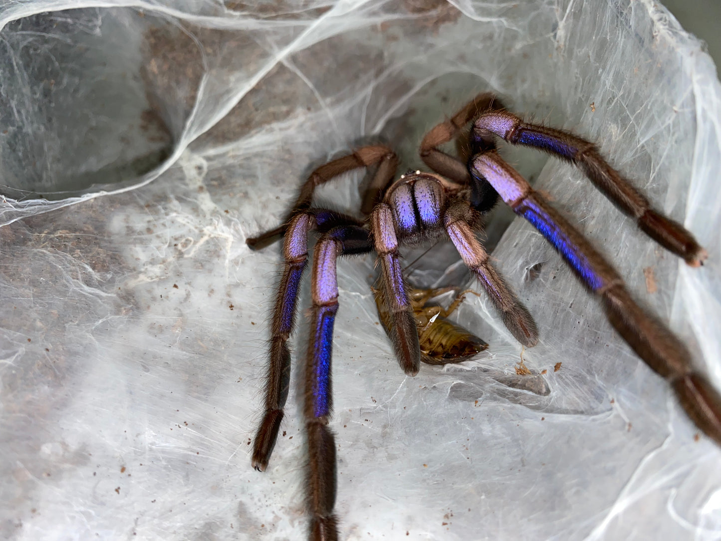 Chilobrachys Natanicharum (Electric Blue Earth Tiger) 2 in