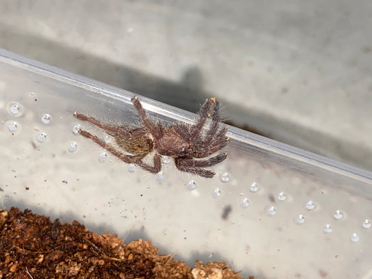 Pterinochilus Mikumi (Dark Color Form OBT)