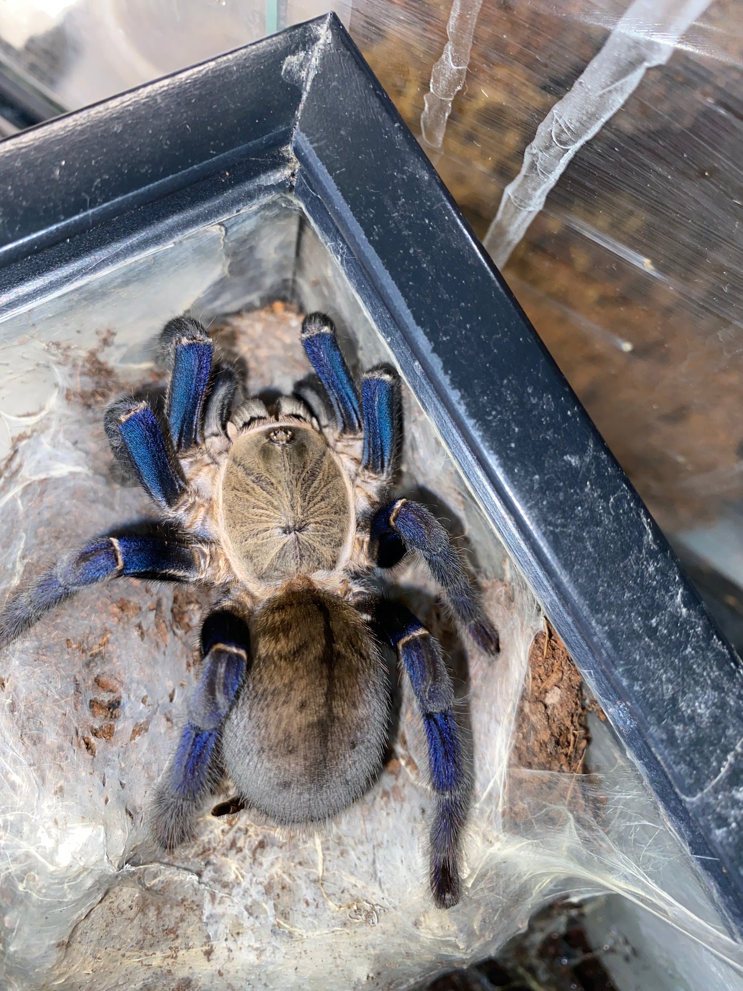 Cyriopagopus Lividius (Cobalt Blue) 4 in females WC