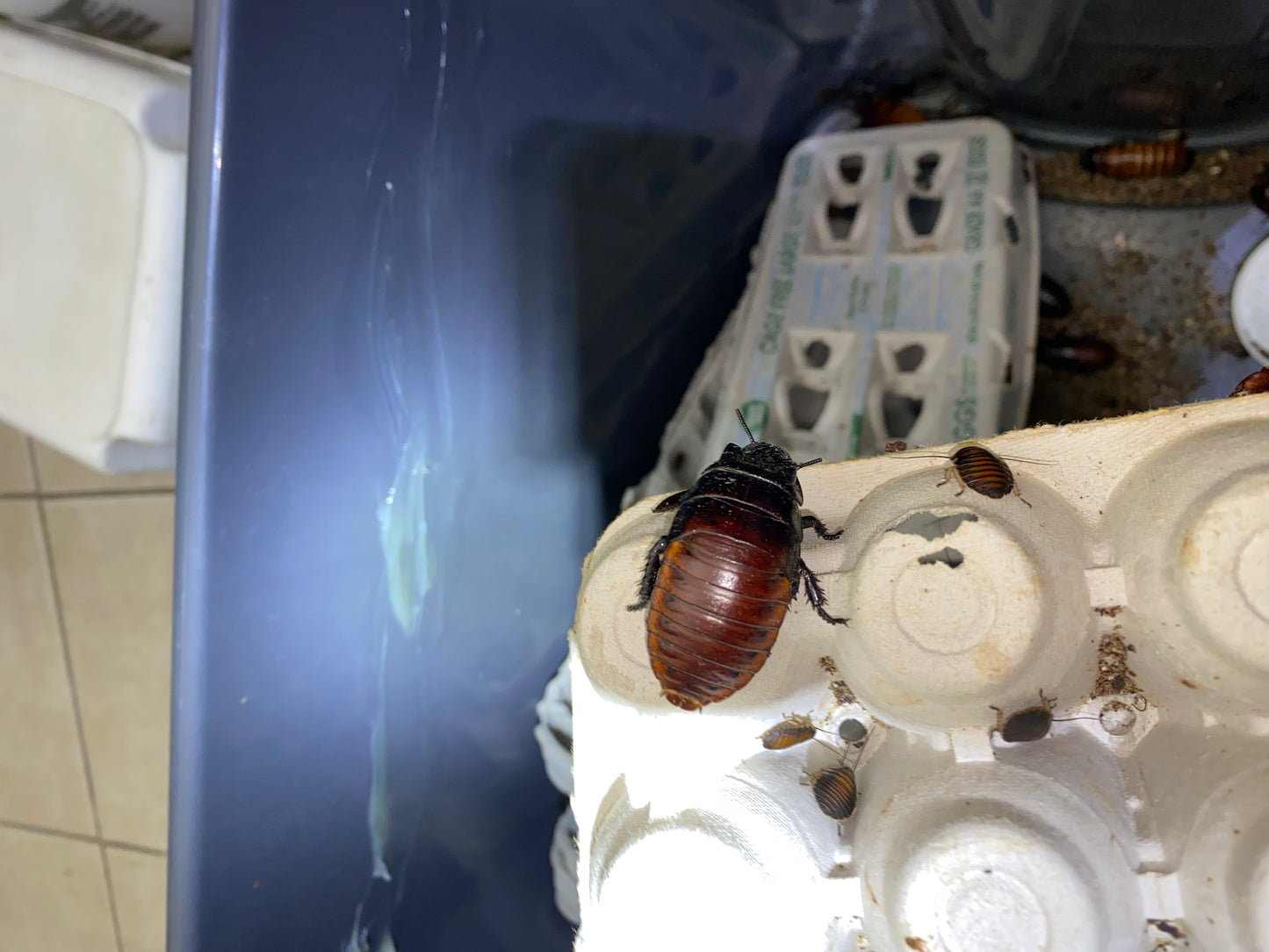 Gromphadorhina Portentosa (Madagascar Hissing Cockroach)