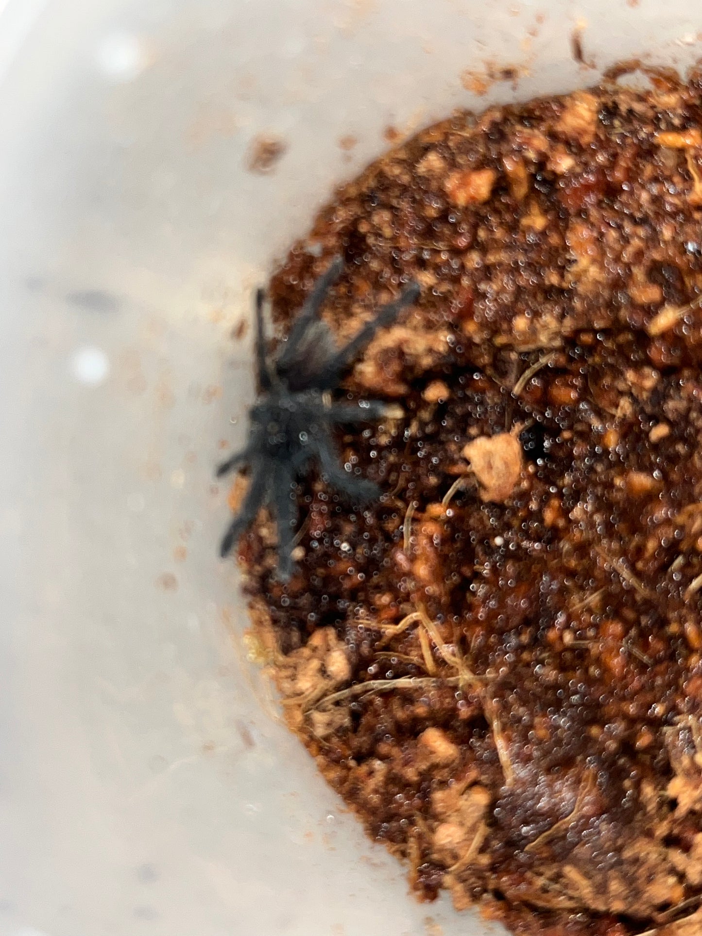 Cyriopagopus Vonworthi (Vietnamese Earth Tiger)