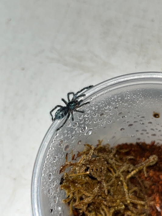 Caribena Laeta (Puerto Rican Pinktoe) 3 in females