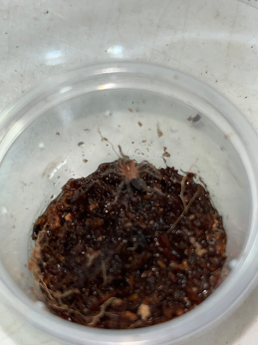 Cyriocosmus Sellatus (Dwarf Star)