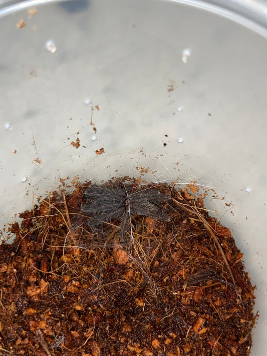 Omothymus Violaceopes (Singapore Blue)