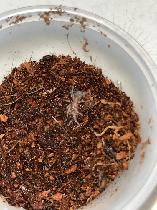 Brachypelma Smithi (Mexican Giant Red Knee)
