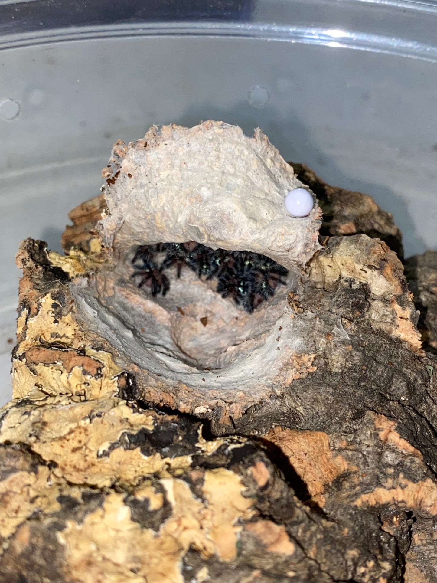 Typhochlaena Seladonia (Brazilian Jewel)