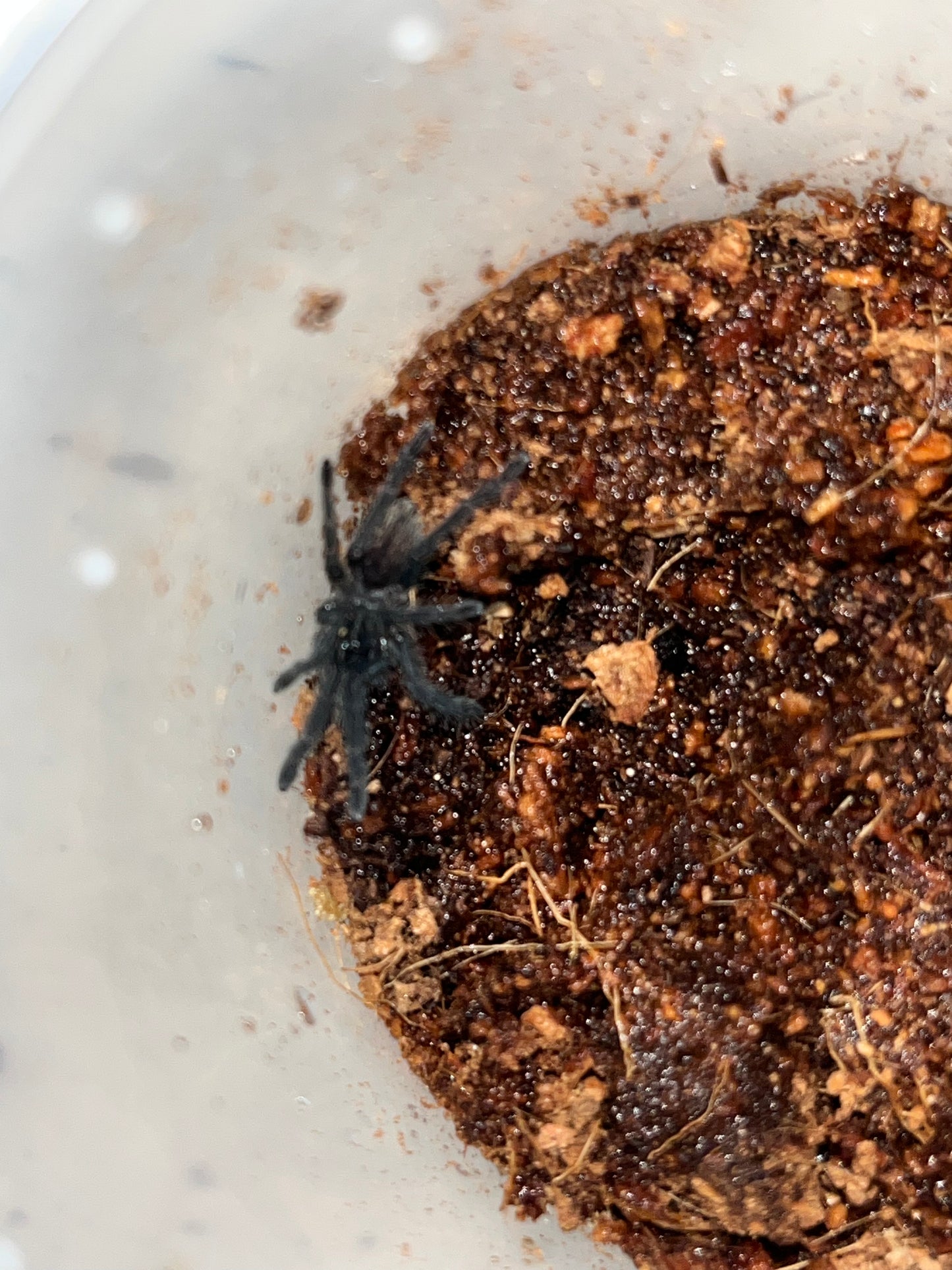 Cyriopagopus Vonworthi (Vietnamese Earth Tiger)