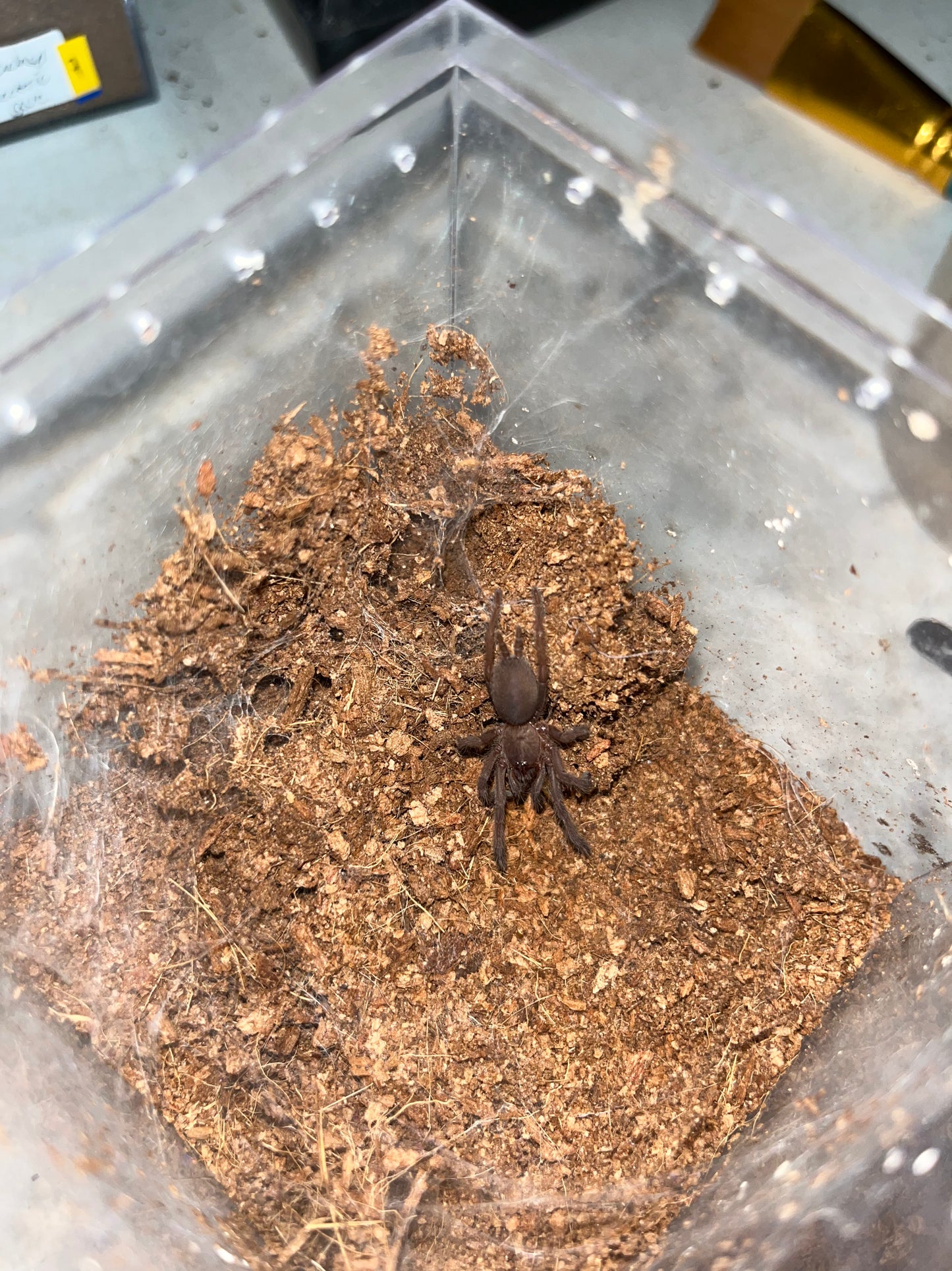 Chilobrachys Natanicharum (Electric Blue Earth Tiger) 2 in