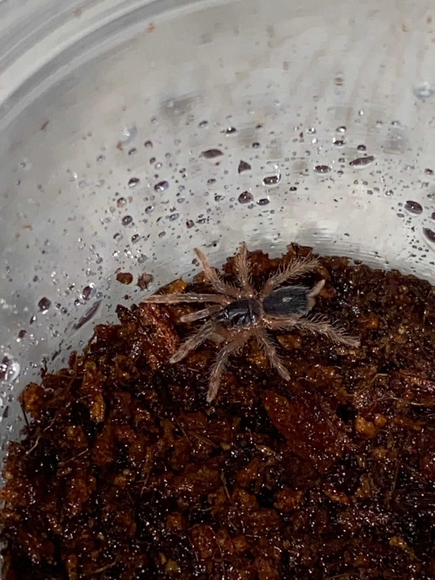 Davus sp Panama (Lava Spider)