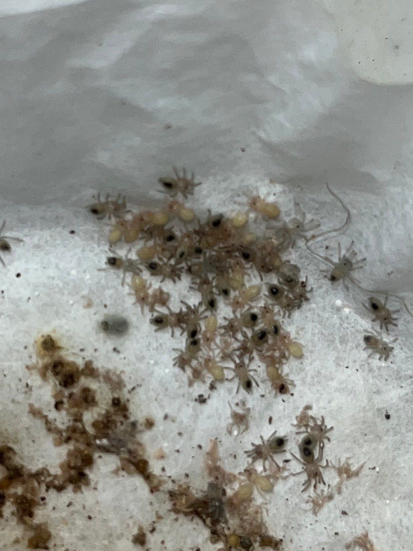 Kochiana Brunnipes (Dwarf Pink Leg)