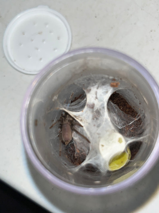 Birupes Simoroxigorum (Neon Blue Leg)