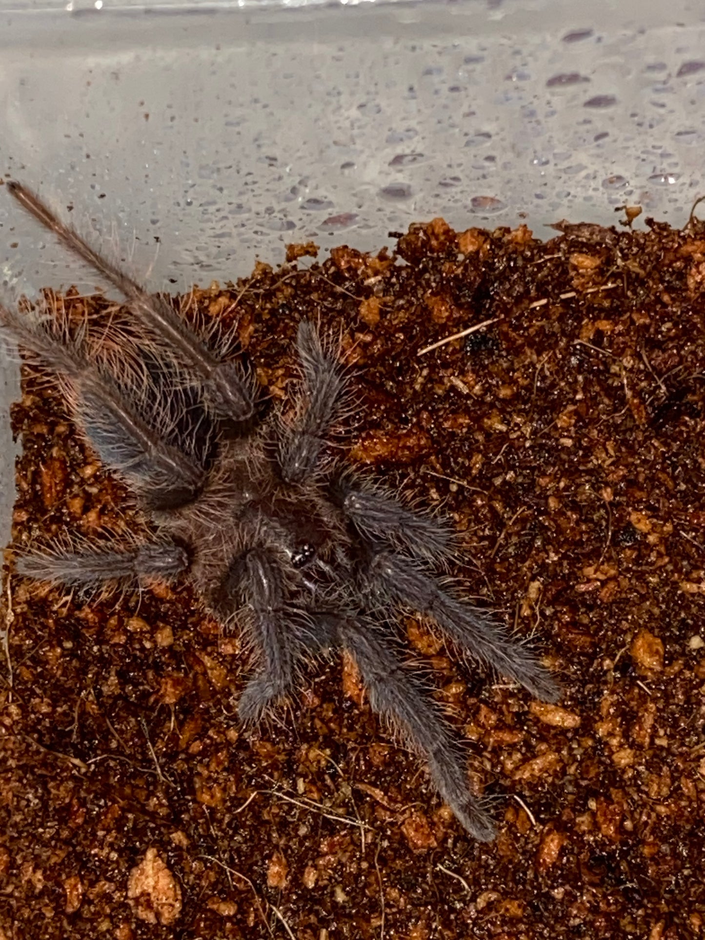 Phormictopus Auratus (Cuban Bronze) 2 inch