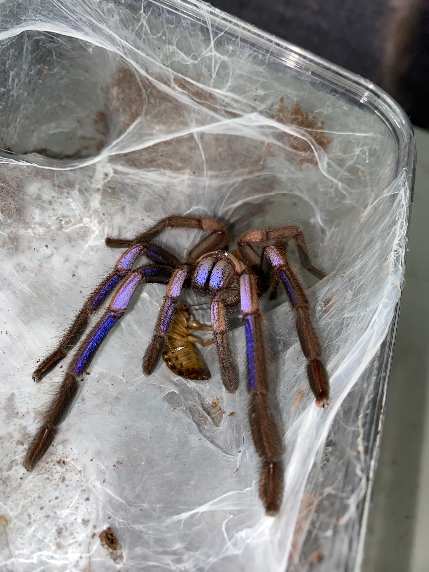 Chilobrachys Natanicharum (Electric Blue Earth Tiger) 2 in