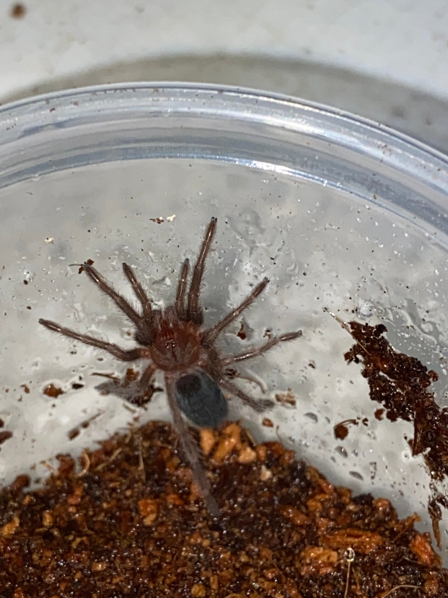 Grammostola Pulchra (Brazilian Black) 3 inch