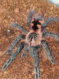 Pamphobeteus sp Costa (Costa Giant Purple)