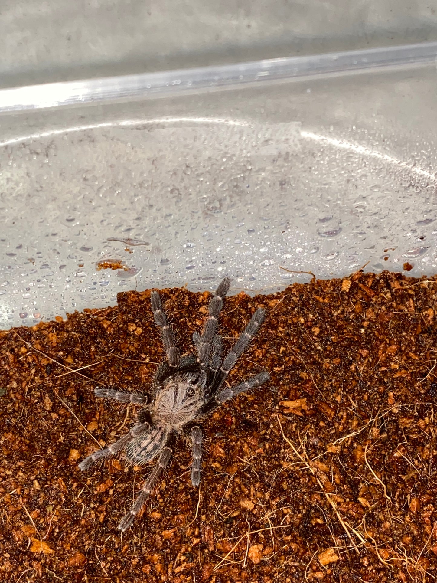 Cyriopagopus sp Bach Ma (Bach Ma Earth Tiger) 1.25 in