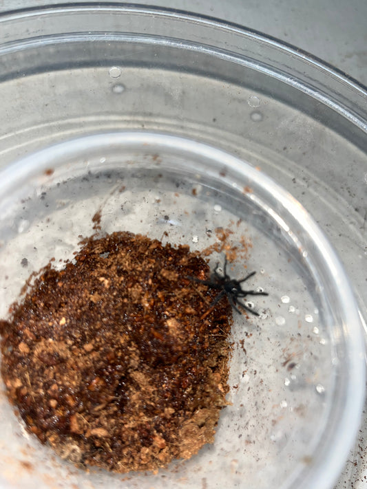 Cyriopagopus Vonworthi (Vietnamese Earth Tiger)