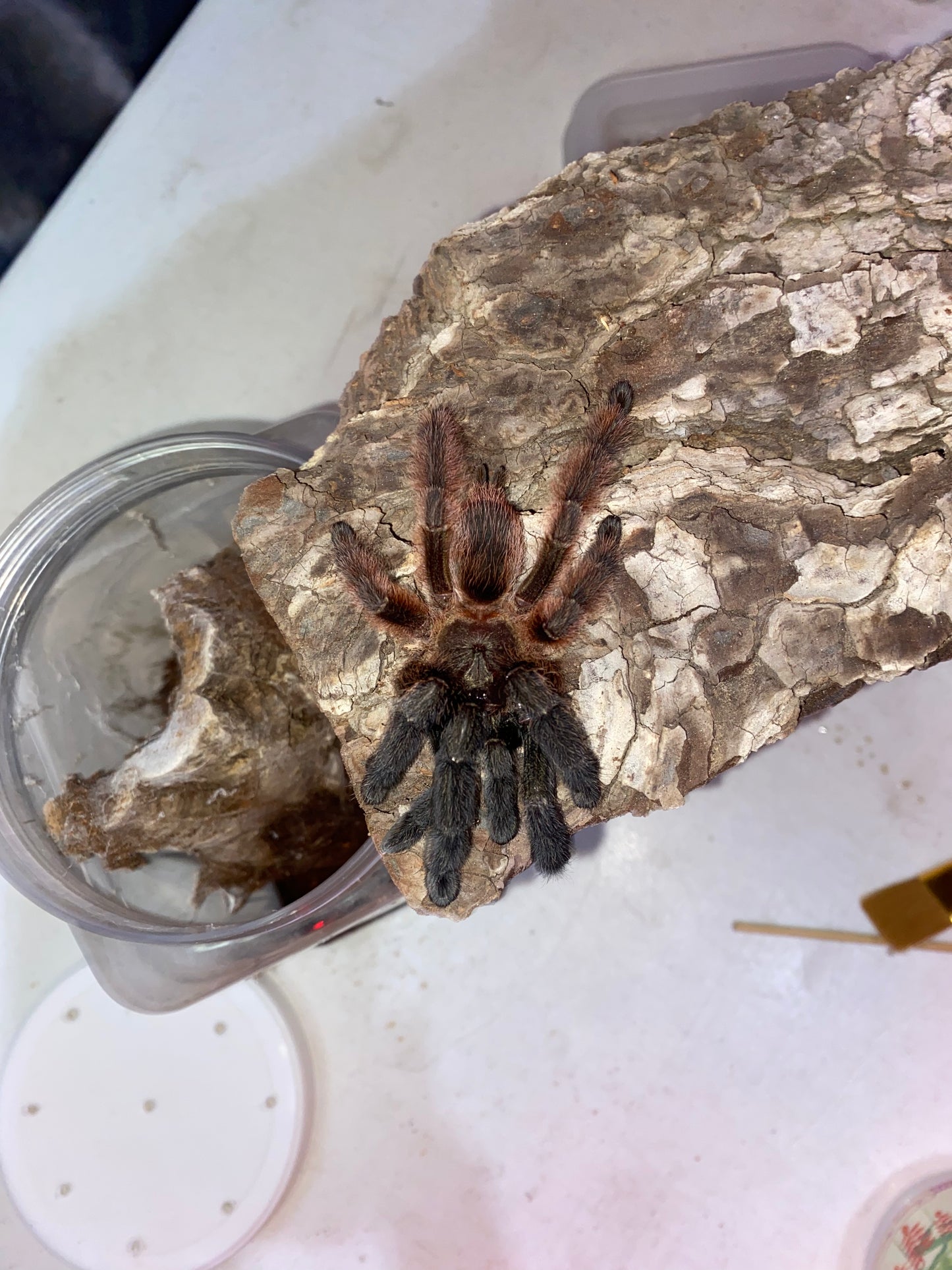 Psalmopoeus Victori (Mexican Half and Half)