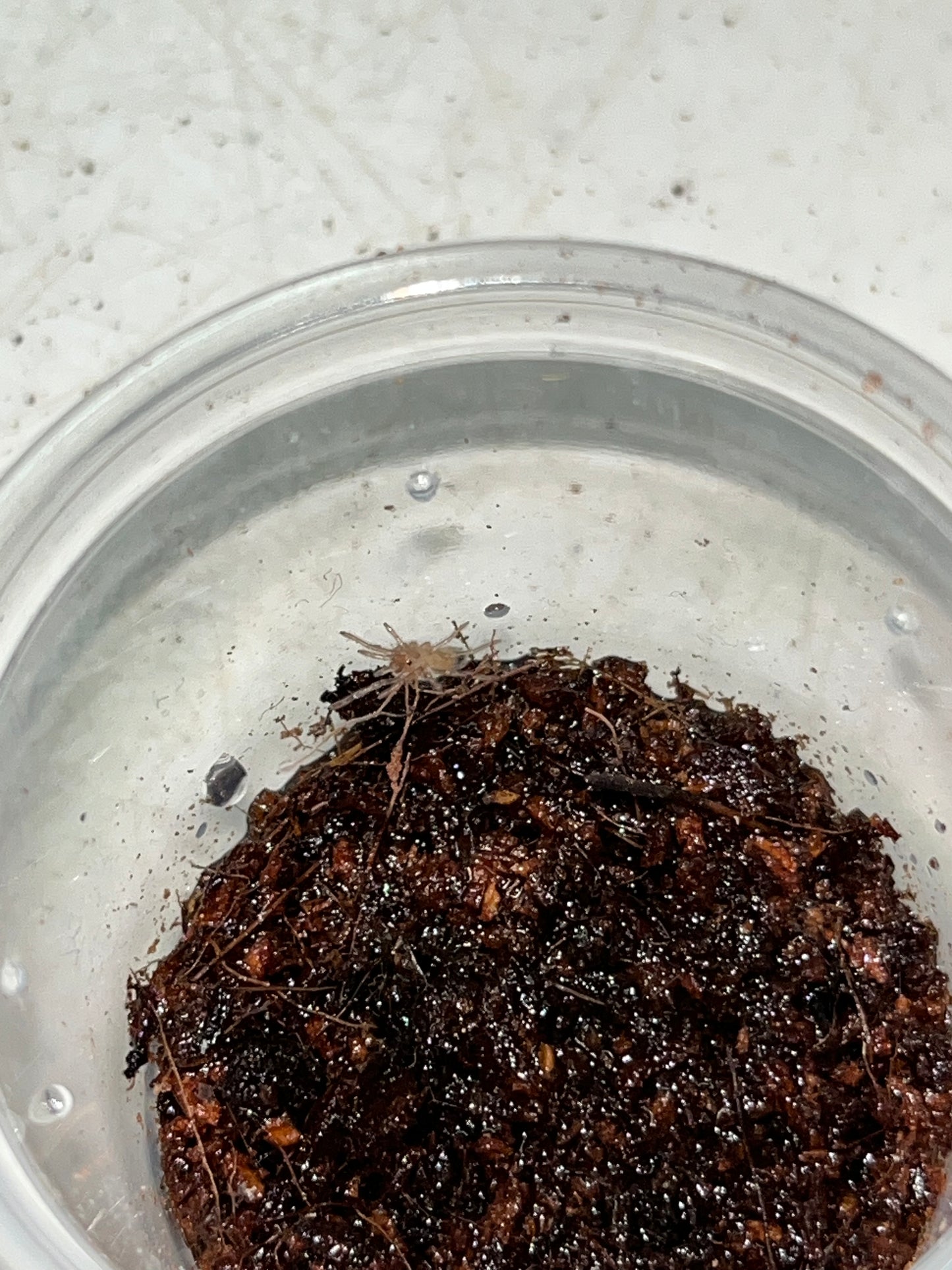 Pseudohapalopus sp Colombia (Columbian Purple and Gold)