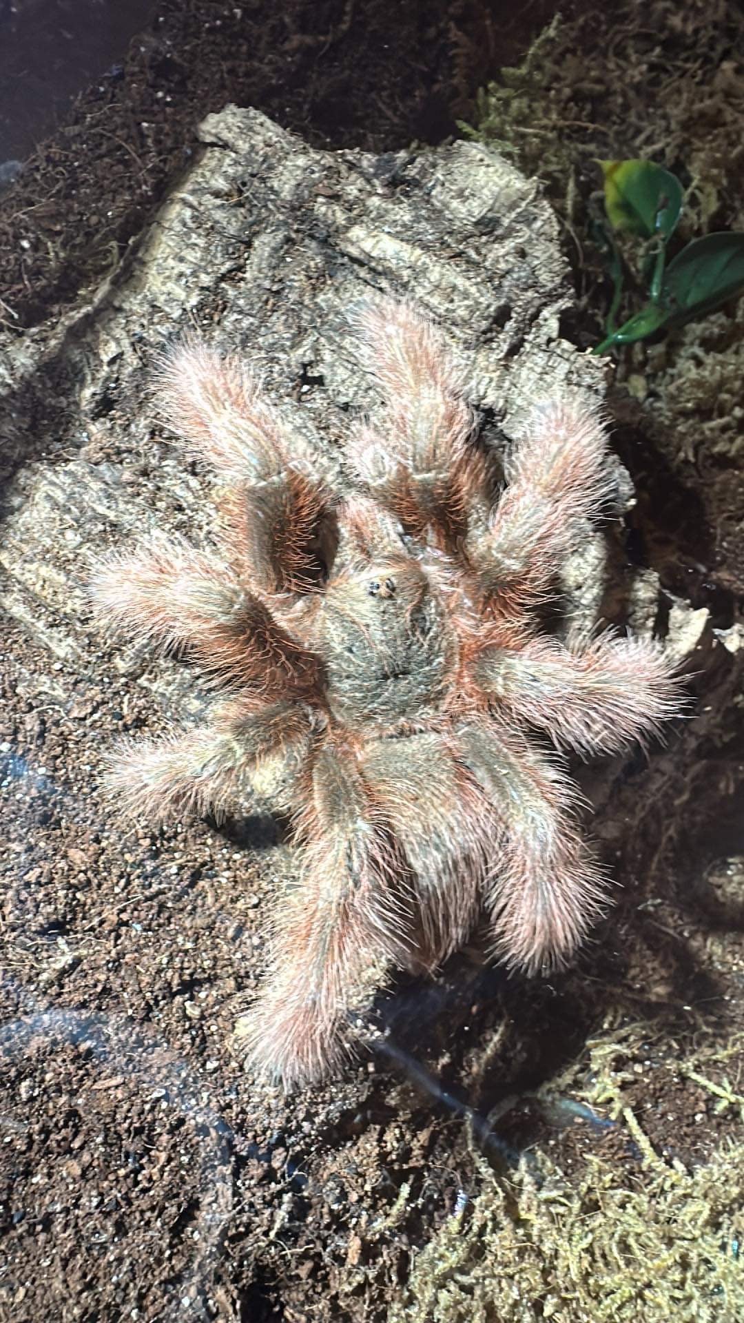 Nhandu Tripepii (Brazilian Giant Blonde)