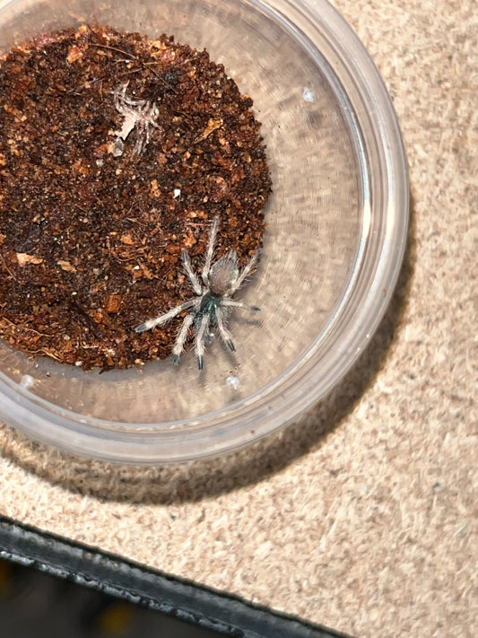 Neothele Incei (Trinidad Olive (Olive Form))