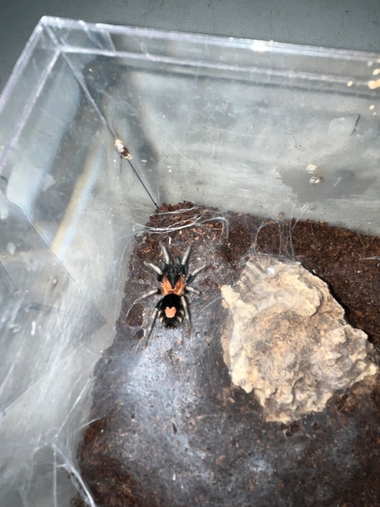 Cyriocosmus Elegans (Trinidad Dwarf)