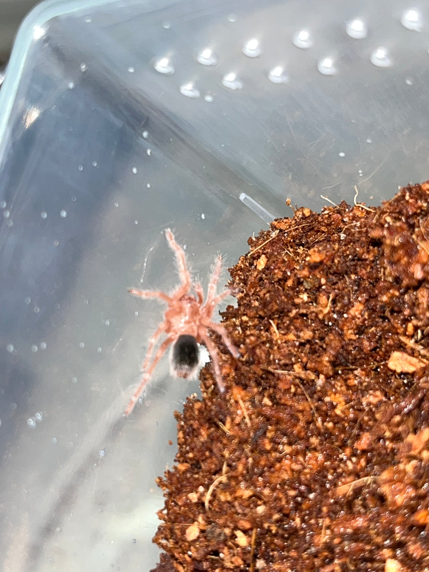 Grammostola Rosea Red (Rose Hair Red Color Form) female 1.75 in