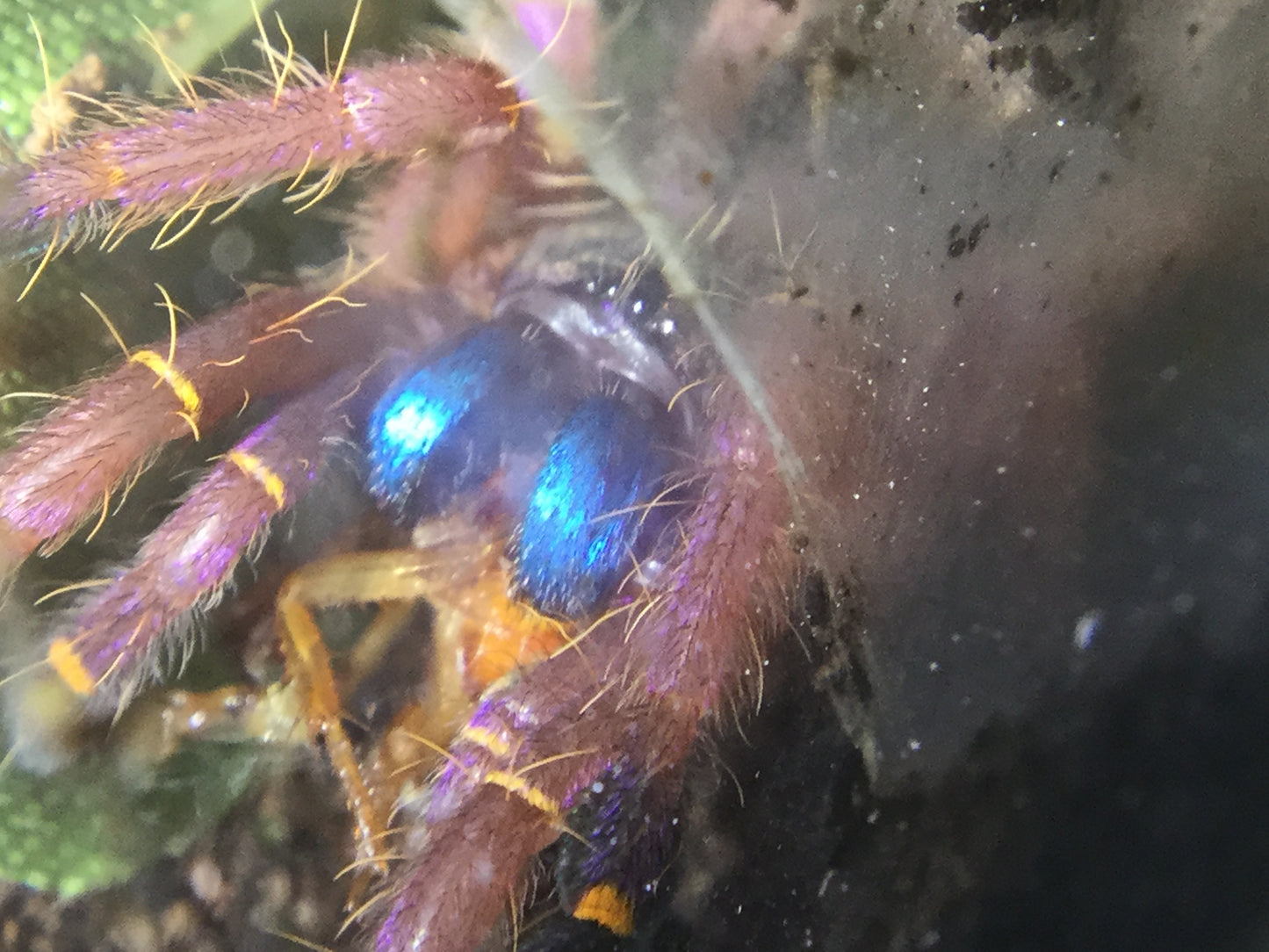 Ephebopus Cyanognathus (Blue Fang)