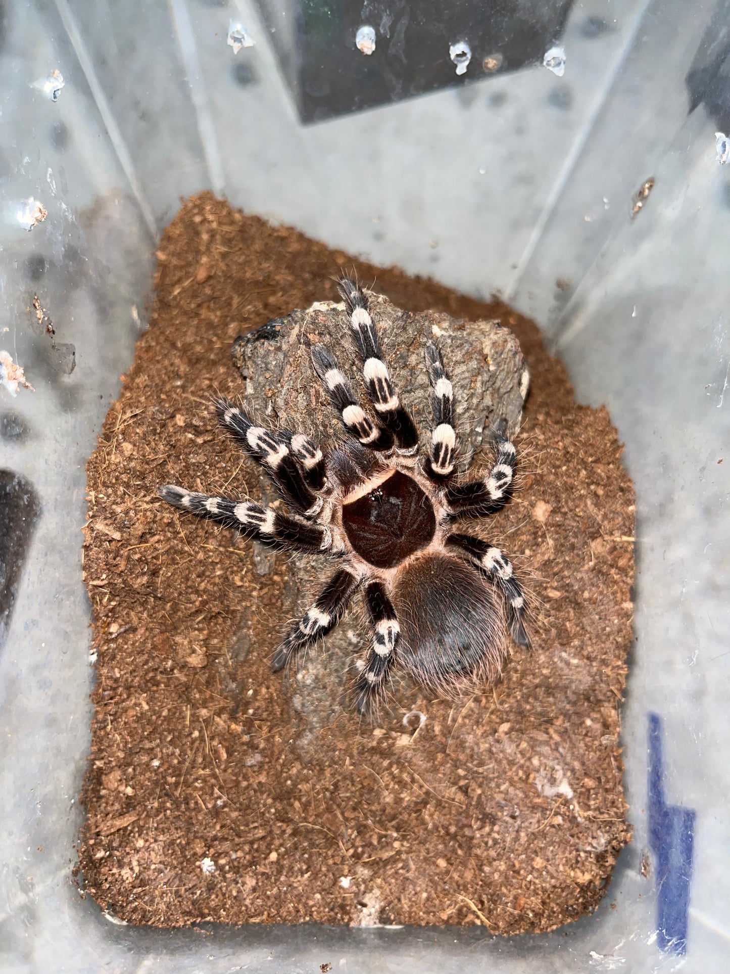 Acanthoscurria Geniculata (Brazilian White Knee)