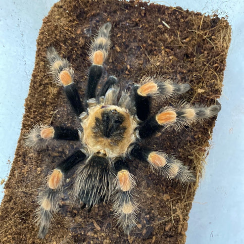 Brachypelma Smithi (Mexican Giant Red Knee)