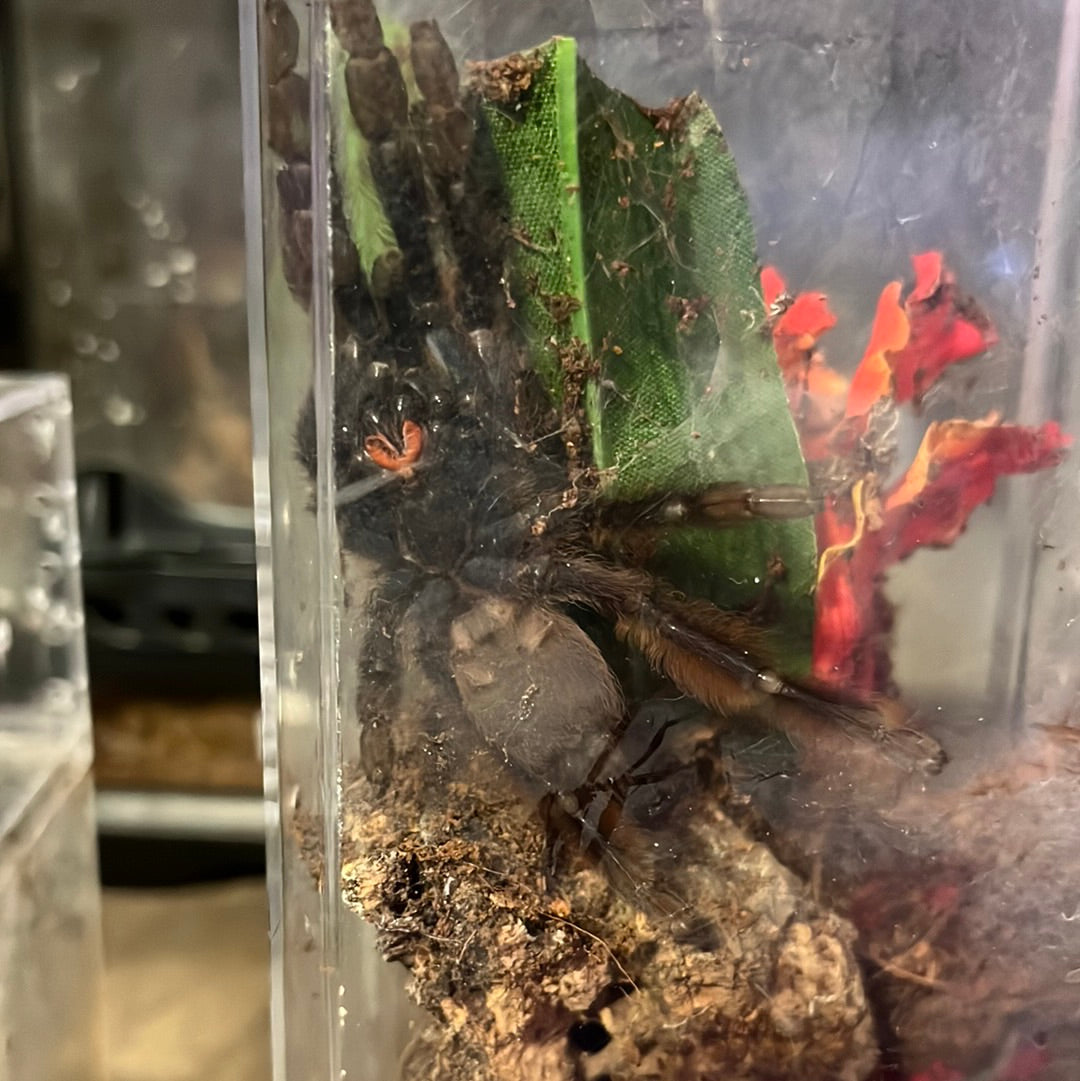Tapinauchenius Violaceus (Purple Tree Spider)