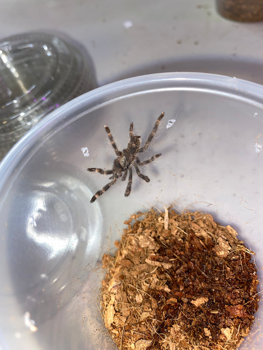 Poecilotheria Vittata (Ghost Ornamental) *California Sales Only
