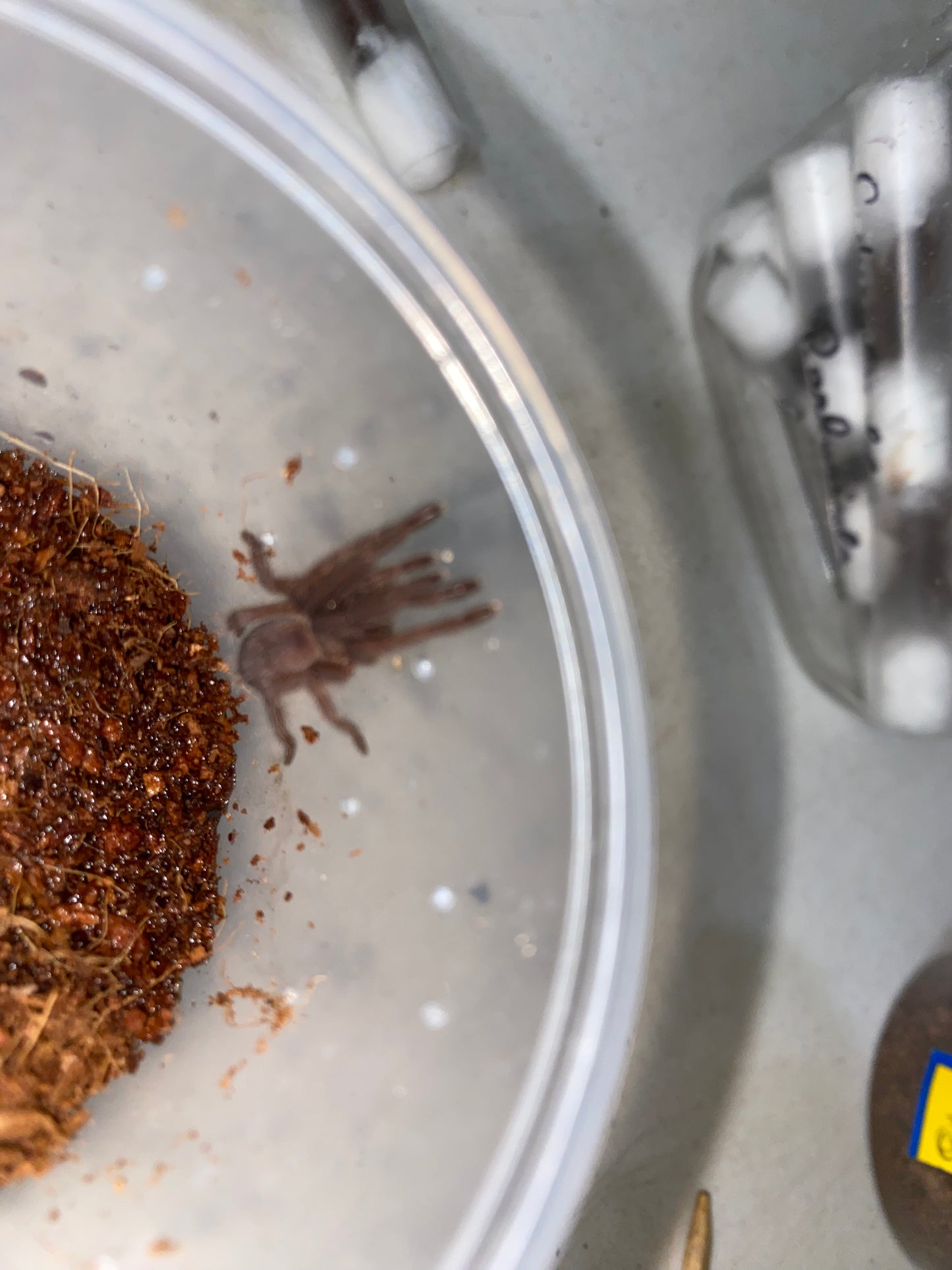 Chilobrachys Dyscolus sp Blue (Vietnam Blue)
