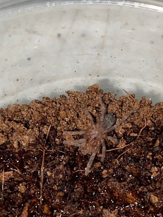 Pterinopelma Sazimai (Brazilian Blue)