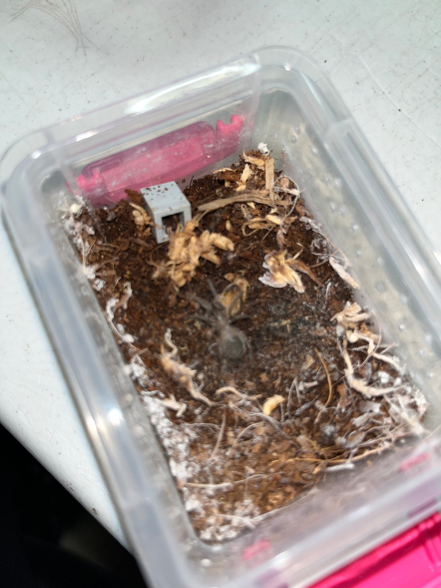 Lasiadora Parahybana (Salmon Pink Birdeater)