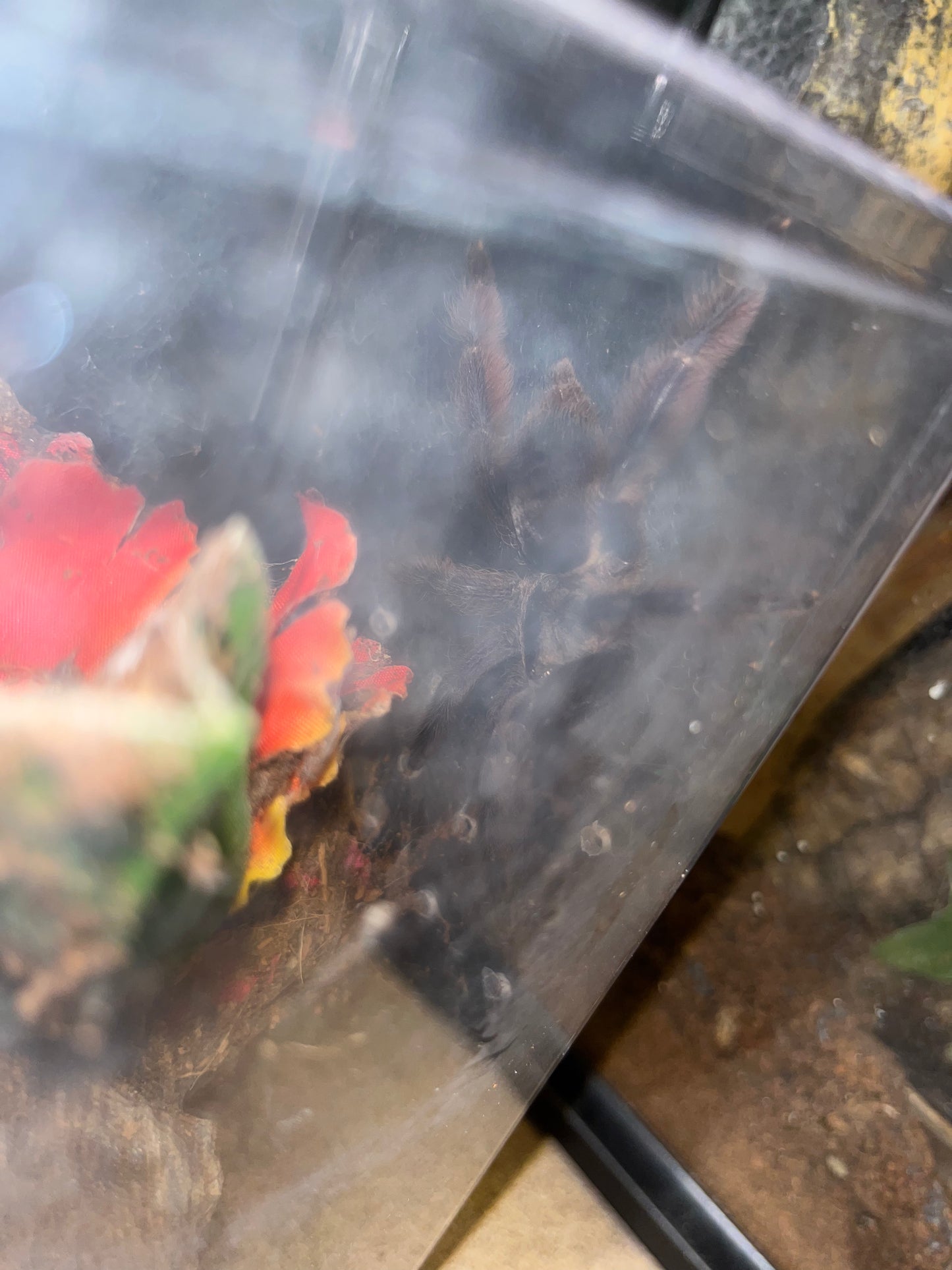 Tapinauchenius Violaceus (Purple Tree Spider)