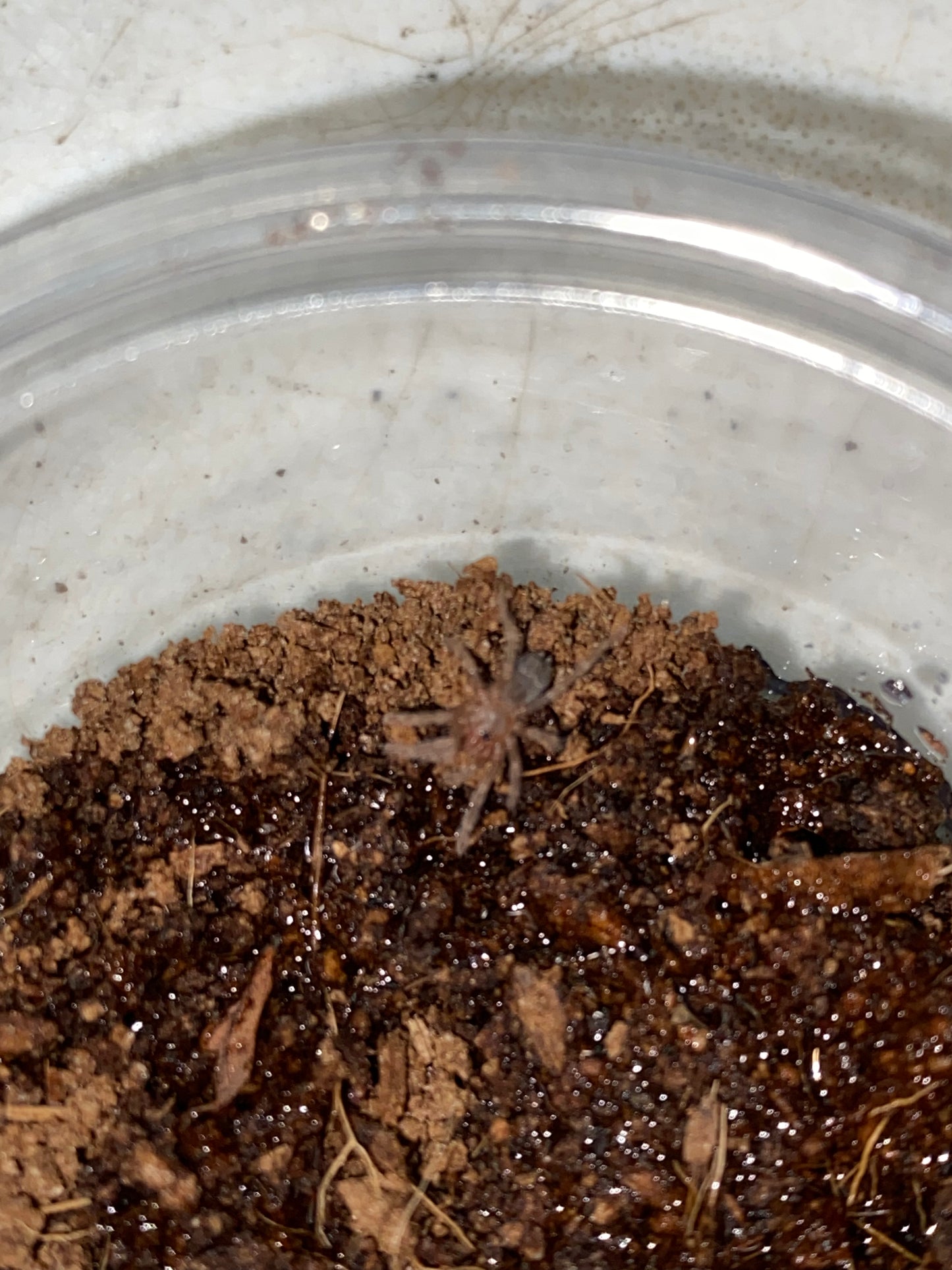 Pterinopelma Sazimai (Brazilian Blue)