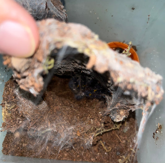 Poecilotheria Metallica (Gooty Sapphire Ornamental)