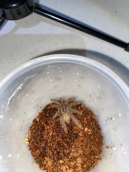 Stromatopelma Calceatum (Feather Leg Baboon)