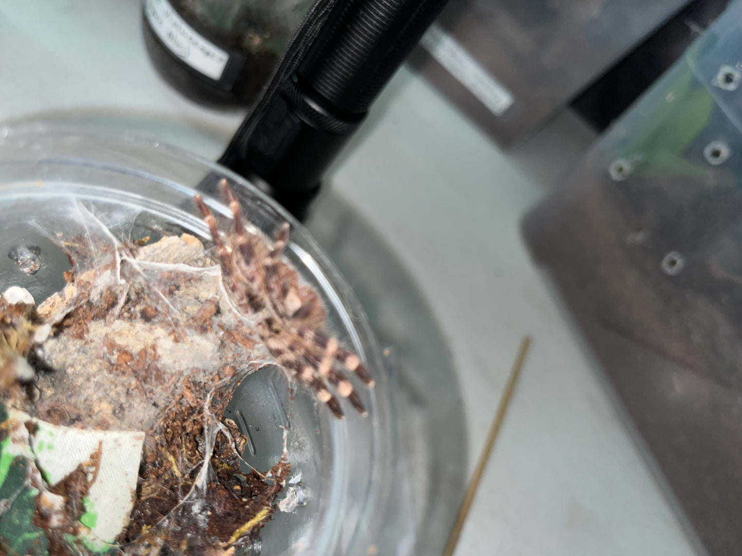 Poecilotheria Regalis (Indian Ornamental) 1.75 in