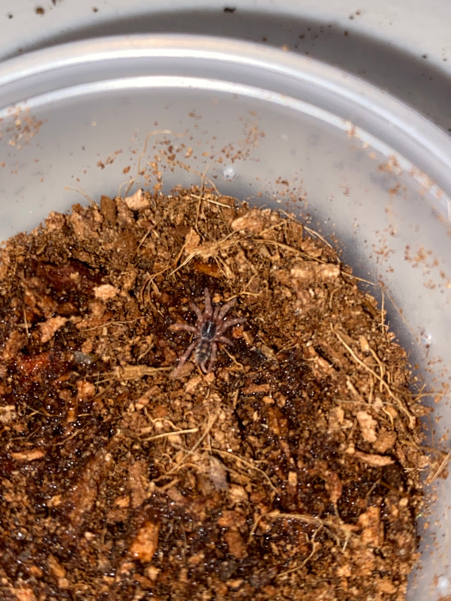 Hapalopus sp Columbia (Pumpkin Patch)